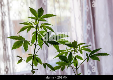 Cannabis indica poussant sur l'herbe de maison de windsill, culture domestique de plante de marijuana pour son propre usage et l'auto-médication Banque D'Images