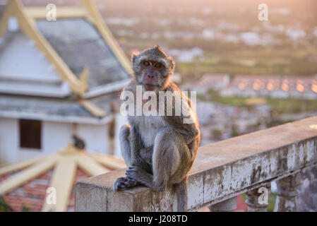 À Khao Chong Krachok singe monkey temple, Prachuap Khiri Khan, Thaïlande Banque D'Images