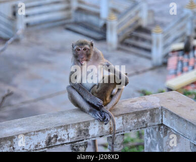 À Khao Chong Krachok singe monkey temple, Prachuap Khiri Khan, Thaïlande Banque D'Images