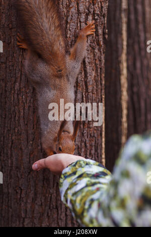 Woman feeding squirrel en forêt Banque D'Images