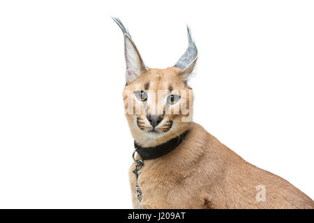 Beaux Lynx caracal isolated on white Banque D'Images