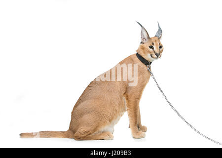 Beaux Lynx caracal isolated on white Banque D'Images