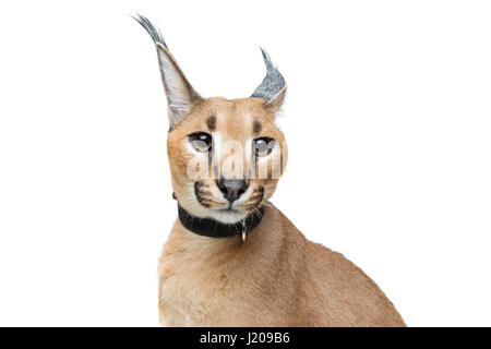 Beaux Lynx caracal isolated on white Banque D'Images