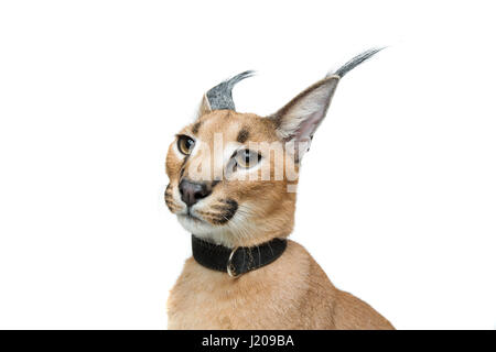 Beaux Lynx caracal isolated on white Banque D'Images