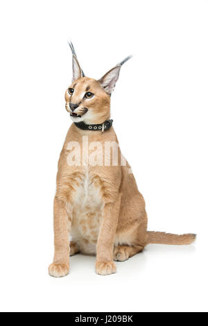 Beaux Lynx caracal isolated on white Banque D'Images