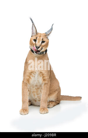 Beaux Lynx caracal isolated on white Banque D'Images