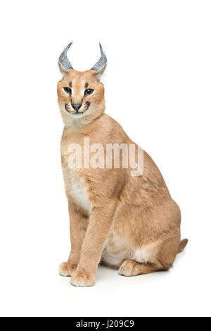 Beaux Lynx caracal isolated on white Banque D'Images