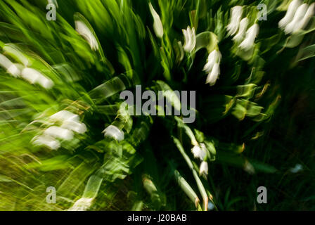 Résumé de Galanthus nivalis dans vent Banque D'Images