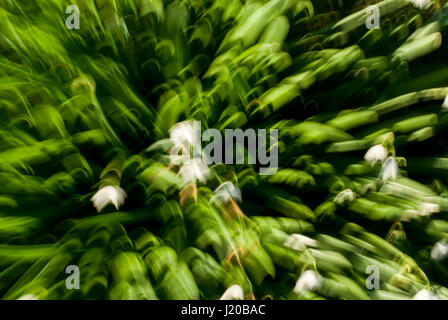 Résumé de Galanthus nivalis dans vent Banque D'Images