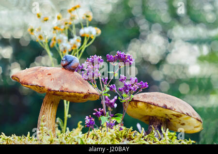 Dans le milieu naturel avec des champignons et d'escargots Banque D'Images