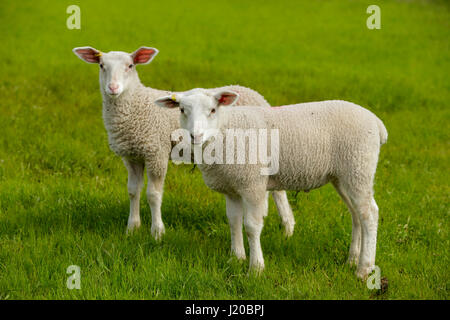 Curieux Printemps agneaux en champ dans les terres agricoles rurales-Metchosin, British Columbia, Canada. Banque D'Images