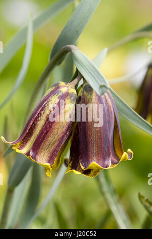 Printemps fleurs de Bell le bulbe d'argynne pyrénéen, Fritillaria pyrenaica Banque D'Images