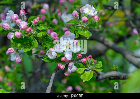 Une branche de pommier en fleurs est photographié close-up Banque D'Images