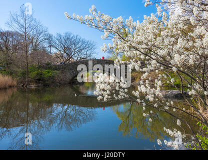 Le printemps à New York Central Park, Gapstow Bridge Banque D'Images