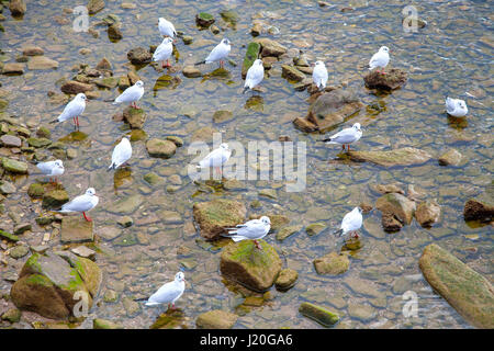 Les mouettes se reposant sur les rochers et dans l'eau Banque D'Images