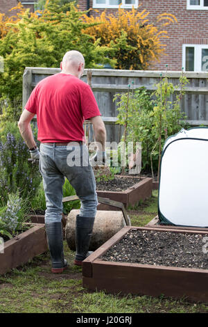 Jardinier amateur dans la cinquantaine rouler une pelouse qui a été récemment ensemencées et haut habillé avec le sol Banque D'Images