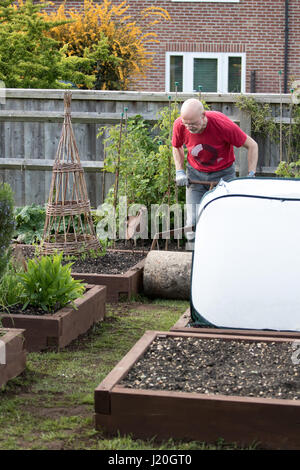 Jardinier amateur dans la cinquantaine rouler une pelouse qui a été récemment ensemencées et haut habillé avec le sol Banque D'Images