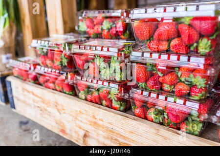 Libre de beaucoup de fraises dans des boîtes de plastique sur l'écran dans des caisses en bois Banque D'Images