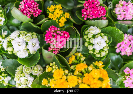 Les fleurs sur l'affichage en née Calandiva pots Banque D'Images