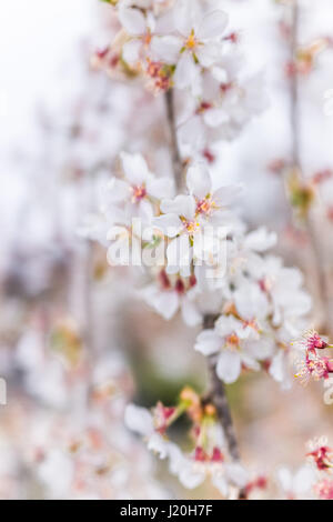 Les fleurs de cerisier blanc suspendus sur vigne arbre gros plan macro Banque D'Images