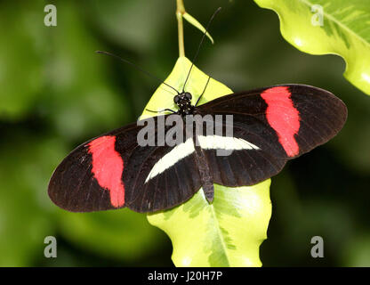 Mexique / Amérique du Sud ou d'un petit rouge Postman Butterfly (Heliconius erato) Banque D'Images