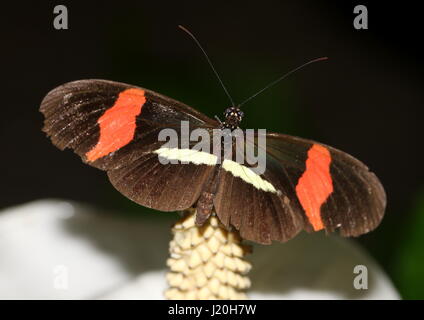 Mexique / Amérique du Sud ou d'un petit rouge Postman Butterfly (Heliconius erato) se nourrissent d'une fleur exotique. Banque D'Images