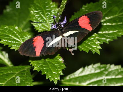 Mexique / Amérique du Sud ou d'un petit rouge Postman Butterfly (Heliconius erato) se nourrissant d'un pourpre fleur tropicale. Banque D'Images