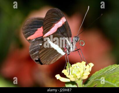 Mexique / Amérique du Sud ou d'un petit rouge Postman Butterfly (Heliconius erato) se nourrissent d'une fleur exotique. Banque D'Images