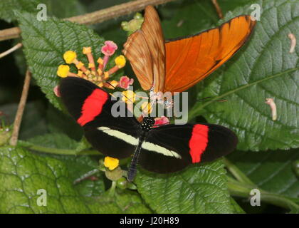 Mexique / Amérique du Sud ou d'un petit rouge Postman Butterfly (Heliconius erato) avec un Longwing Julia Orange (Dryas iulia) alias Julia Heliconian Banque D'Images