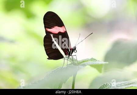 Mexique / Amérique du Sud ou d'un petit rouge Postman Butterfly (Heliconius erato) Banque D'Images