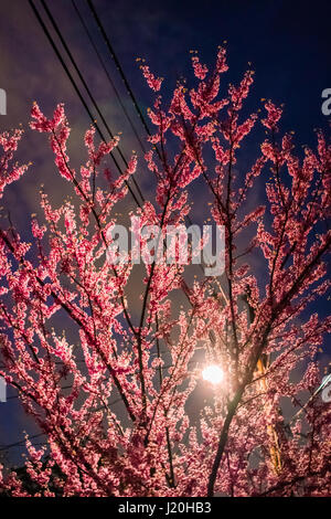 Cherry Blossom flowers on tree dans la nuit éclairée par un lampadaire avec des fils téléphoniques Banque D'Images