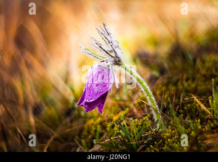 Beaux poils pasque flower violet. Slavica (Pulsatilla) Banque D'Images