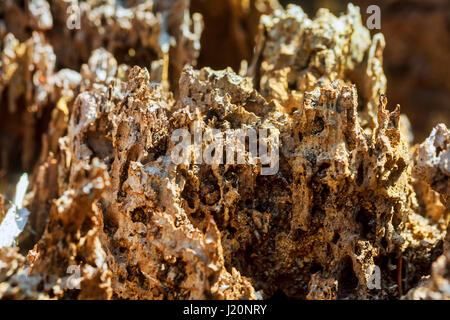 La pourriture de l'écorce des arbres en raison de la décomposition naturelle texture pattern termites Banque D'Images