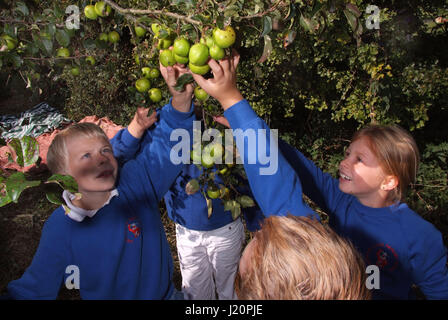 Les élèves de l'école, dans le village Sherston Wiltshire avec la cueillette annuelle de la société Tracklements pommettes pour Sherston Pommetier Jelly Banque D'Images