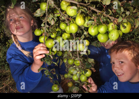 Les élèves de l'école, dans le village Sherston Wiltshire avec la cueillette annuelle de la société Tracklements pommettes pour Sherston Pommetier Jelly Banque D'Images