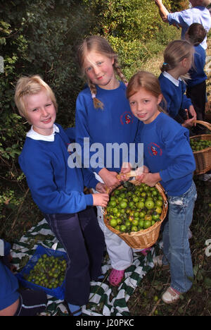 Les élèves de l'école, dans le village Sherston Wiltshire avec la cueillette annuelle de la société Tracklements pommettes pour Sherston Pommetier Jelly Banque D'Images