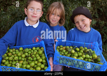 Les élèves de l'école, dans le village Sherston Wiltshire avec la cueillette annuelle de la société Tracklements pommettes pour Sherston Pommetier Jelly Banque D'Images