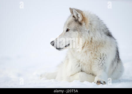 Loup gris / grauwolf ( Canis lupus), l'hiver, le repos dans la neige, hiver fourrure, regardant de côté avec attention, de beaux yeux d'or, région de Yellowstone, Montana Banque D'Images