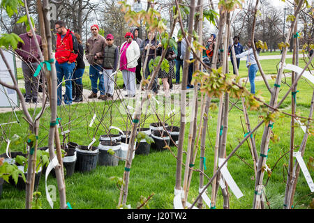 Detroit, Michigan - l'Arbor Day Foundation et le Département des ressources naturelles du Michigan a distribué 1 000 arbres gratuits pour les résidents de Détroit. De nombreux Banque D'Images