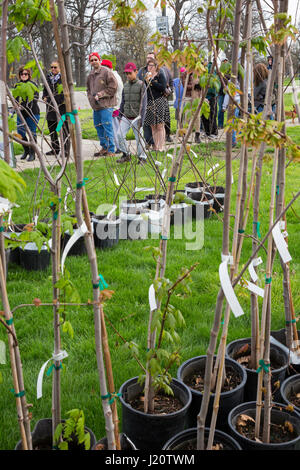 Detroit, Michigan - l'Arbor Day Foundation et le Département des ressources naturelles du Michigan a distribué 1 000 arbres gratuits pour les résidents de Détroit. De nombreux Banque D'Images