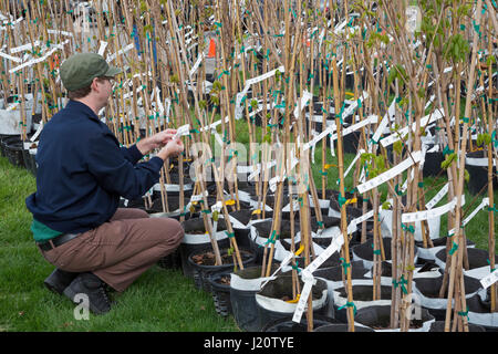 Detroit, Michigan - l'Arbor Day Foundation et le Département des ressources naturelles du Michigan a distribué 1 000 arbres gratuits pour les résidents de Détroit. De nombreux Banque D'Images