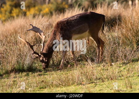 Cerf Daim paissant dans le soleil du soir dans la nouvelle Forêt Banque D'Images