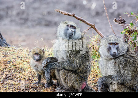 Famille d'oliviers sauvages, les babouins Papio anubis, avec un petit bébé, Ol Pejeta Conservancy, Kenya, Afrique de l'Est Banque D'Images