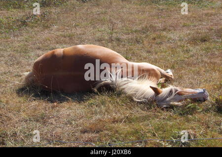 Poney Haflinger couché dans un champ Banque D'Images