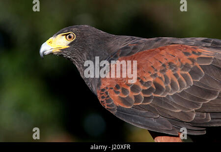 L'Américain Harris Parabuteo unicinctus (Hawk), alias Bay-winged hawk ou Dusky (Harris) hawk. Gamme de la Californie au Chili. Banque D'Images