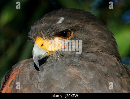 L'Américain Harris Parabuteo unicinctus (Hawk), alias Bay-winged hawk ou Dusky (Harris) hawk. Gamme de la Californie au Chili. Banque D'Images
