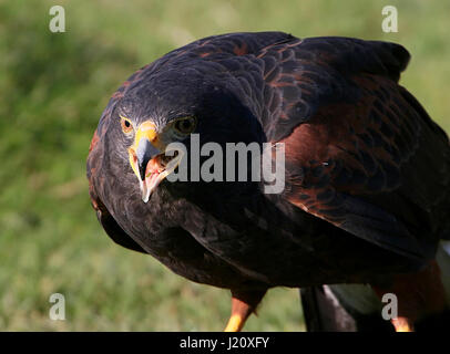 Crissement American Harris Parabuteo unicinctus (Hawk), alias Bay-winged hawk ou Dusky (Harris) hawk. Banque D'Images