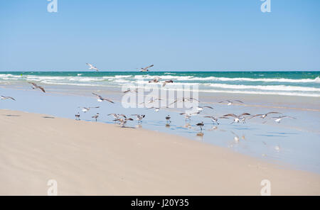 Mouettes troupeau au plages de sable blanc immaculé de Captiva Island sous le soleil de Floride et de l'aigue-marine dans les vagues déferlent sur un beau jour bleu ensoleillé Banque D'Images