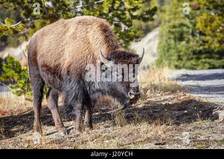 Jeune bison d'Amérique (Bison bison) le pâturage dans le Parc National de Yellowstone, Wyoming, USA. Banque D'Images