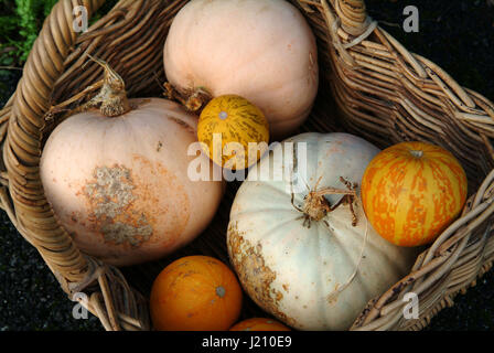 Une sélection de/courges citrouilles dans un panier Banque D'Images